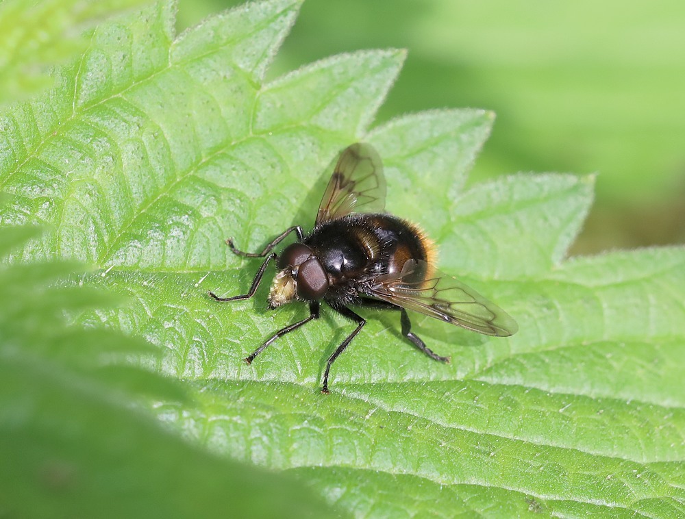 hommelreusvariatiebombylansmanlingebosvuren12052023 1