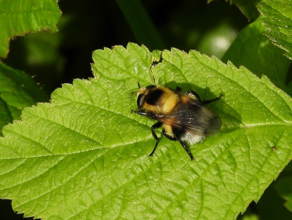 hommelreusvrouwbuitenfortbotanischetuinenutrecht06052024