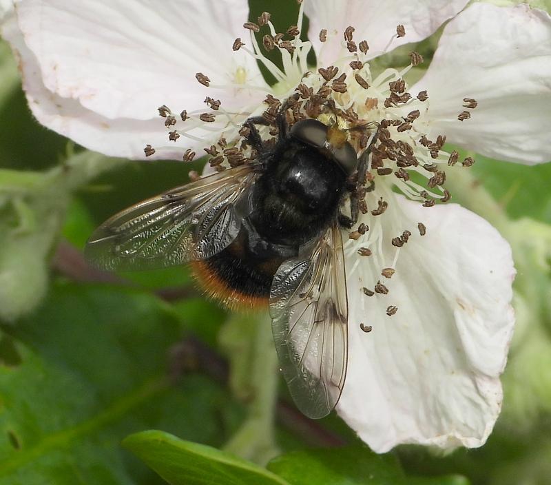 hommelreusvrouwopbraamhuibert25052020