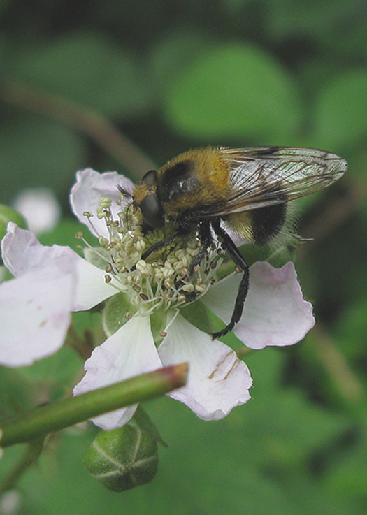 hommelreusvrouwopbraamnatuurlijkbrabant10072011