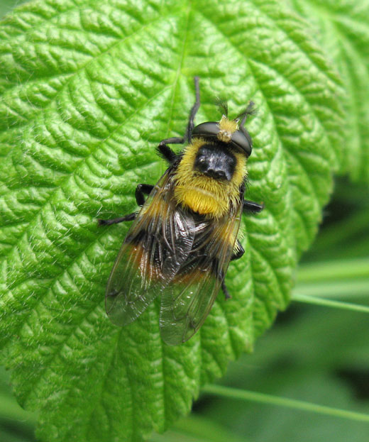 hommelreusvrouwviaansebos15052011