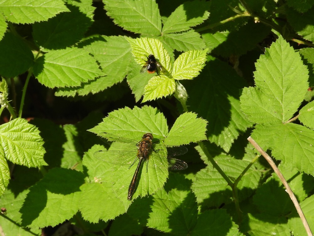 smaragdlibelenhommelreusbotanischetuinenutrecht07052024