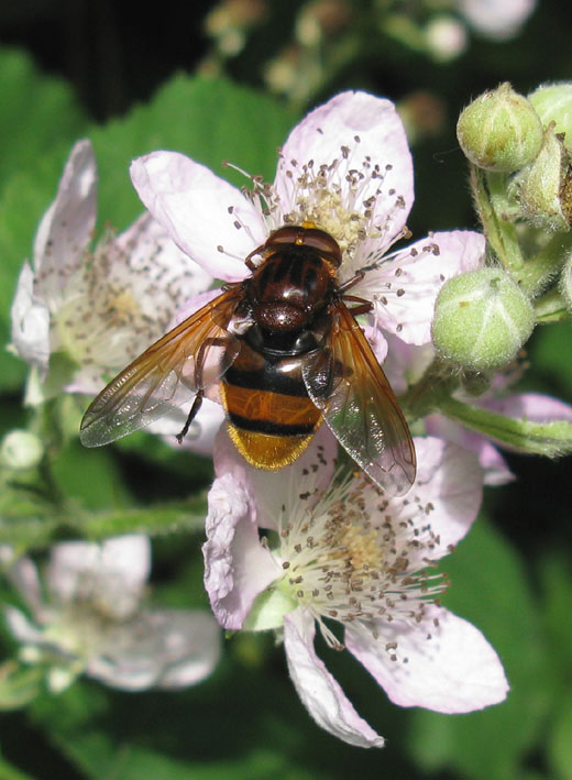 stadsreusmanopbraamviaansebos10062011
