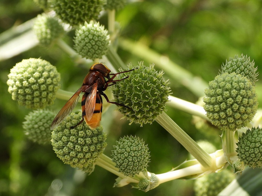 stadsreusinsectenweidebotanischetuinenutrecht26072024 1