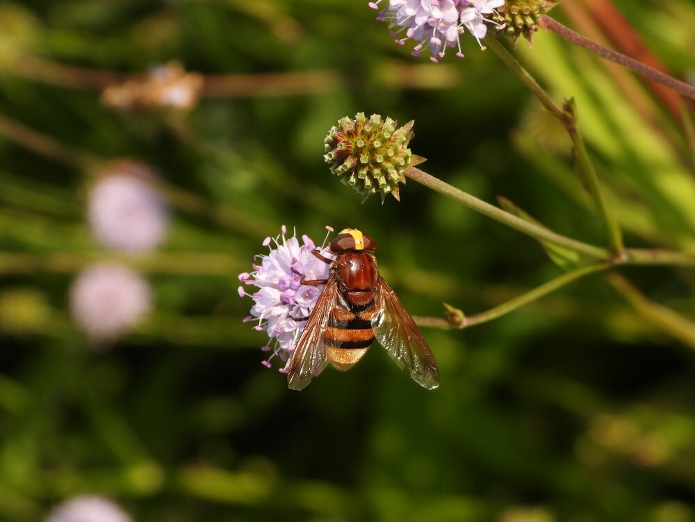 stadsreusvrouwop succisellainsectenweidebotanischetuinenutrecht19092024