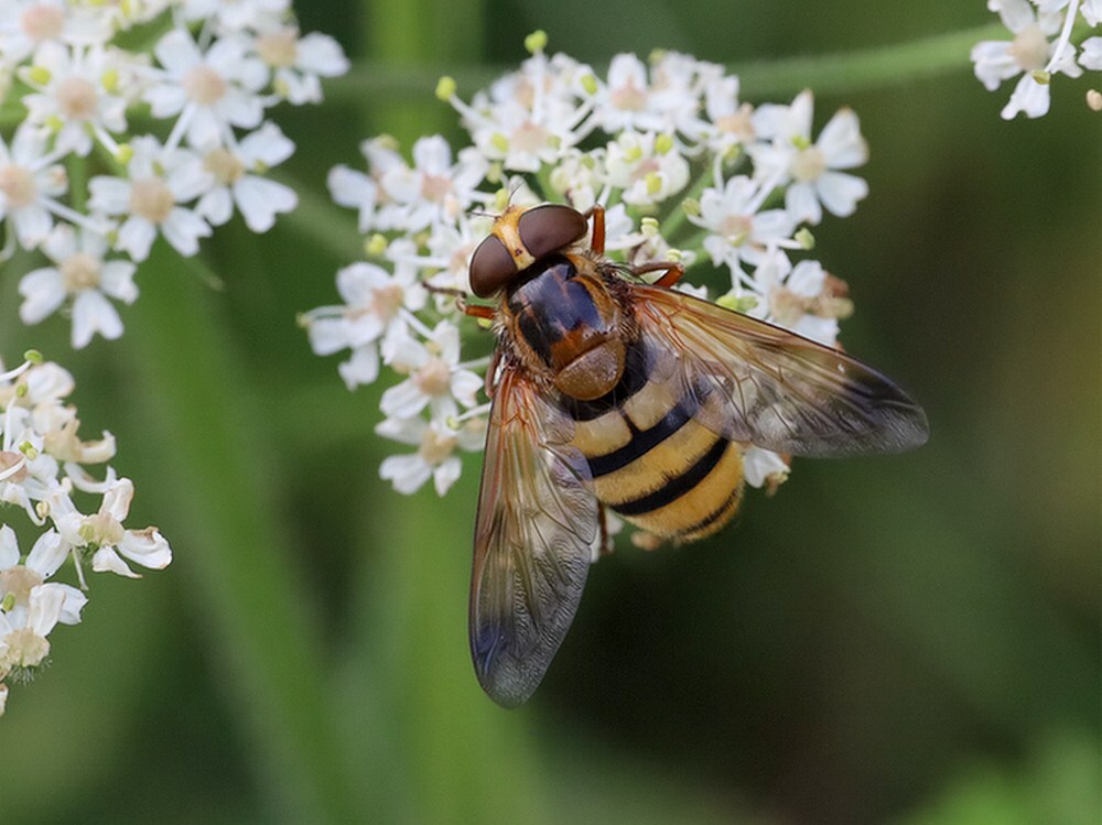 wespreusvrouwopgewoneberenklauwsavelsbos18072023