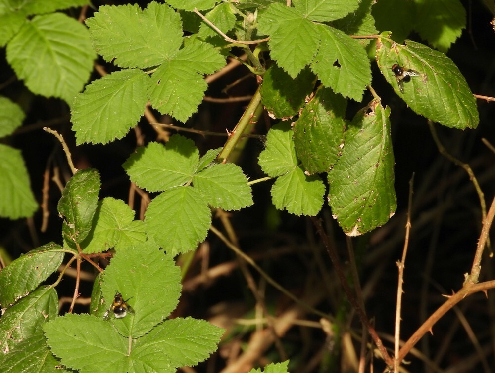 wittereusenhommelreusbotanischetuinenutrecht12052024
