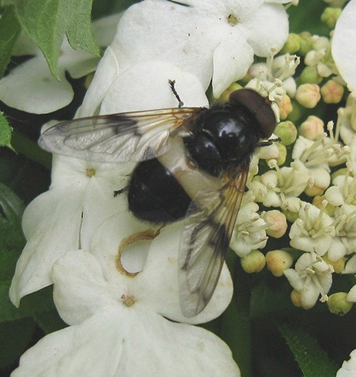 wittereusmanopgelderseroosvianen13052009