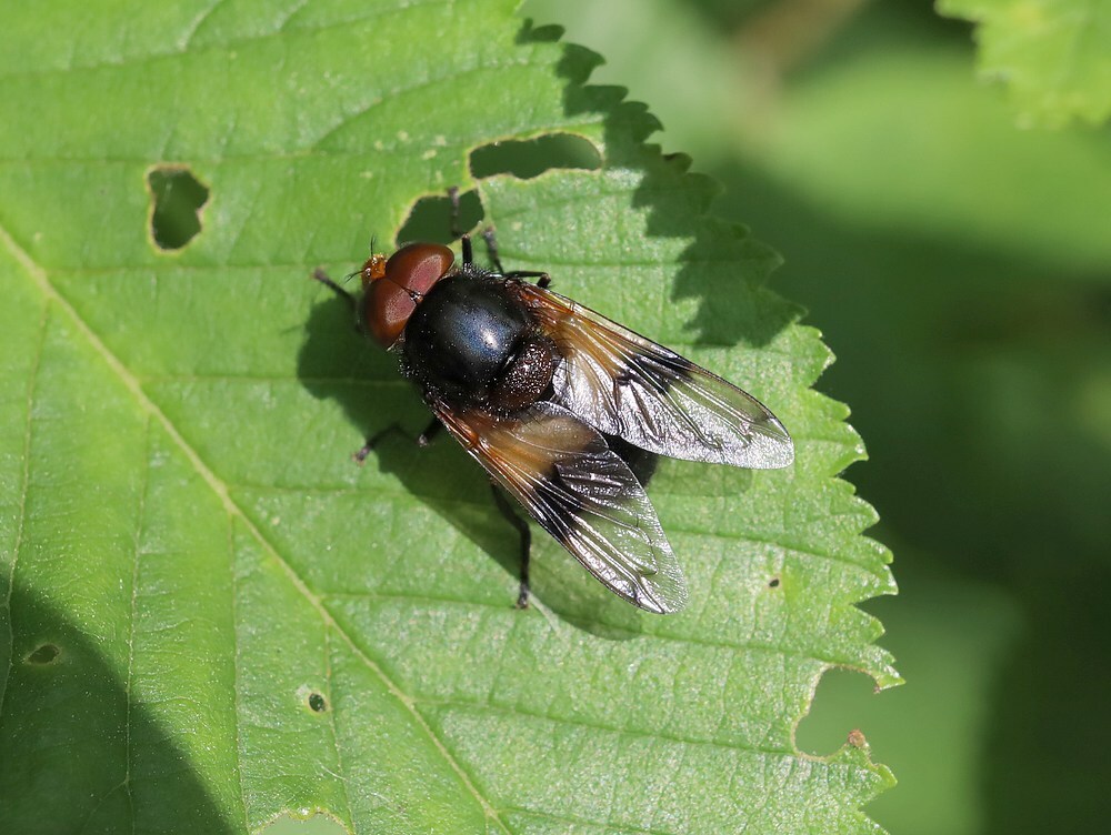 wittereusmanviaansebos24052023
