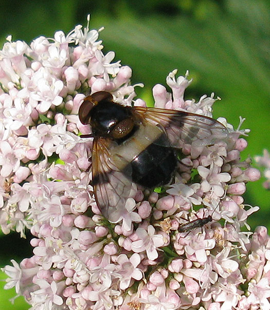 wittereusvrouwopechtevaleriaanzouweboezemgebied30052012 1