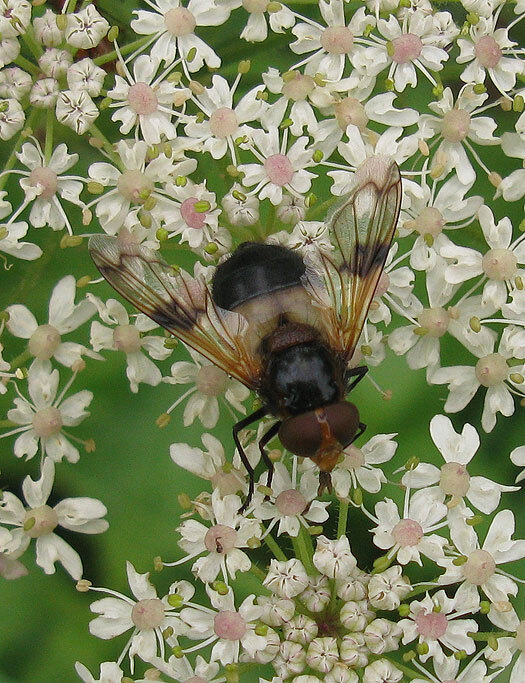 wittereusvrouwopgewoneberenklauwviaansebos30072013