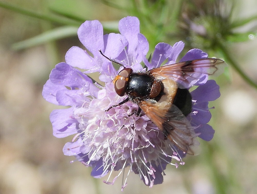 wittereusrotstuinbotanischetuinenutrecht26072024