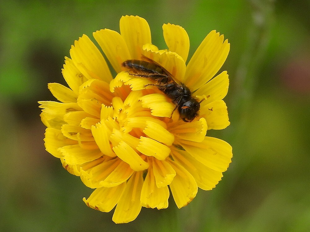 kleineroetbijopvertakteleeuwentandbotanischetuinenutrecht19072024