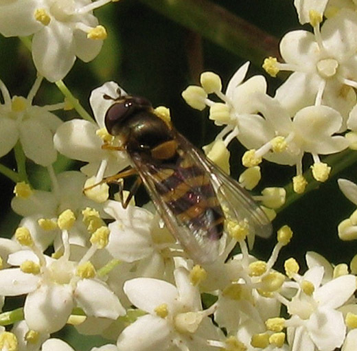 dennenroetneusjevrouwopgewonevliernatuurlijkutrecht06062009