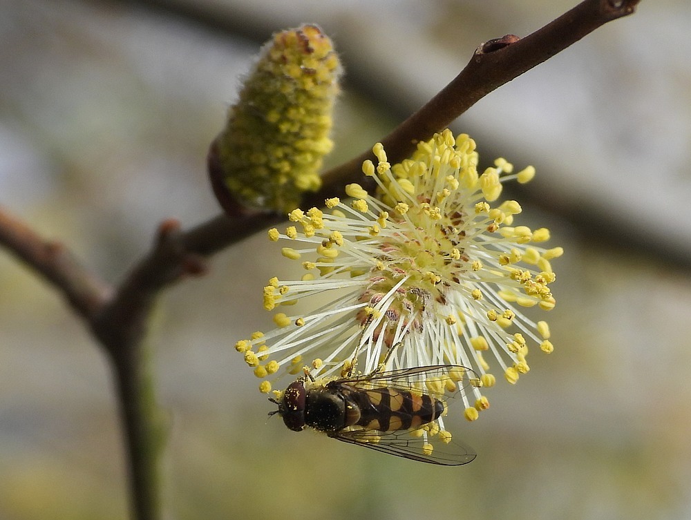 gevlektroetneusjemanopwilgsoest17042023