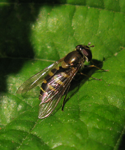 gevlektroetneusjevrouwvaals10052014