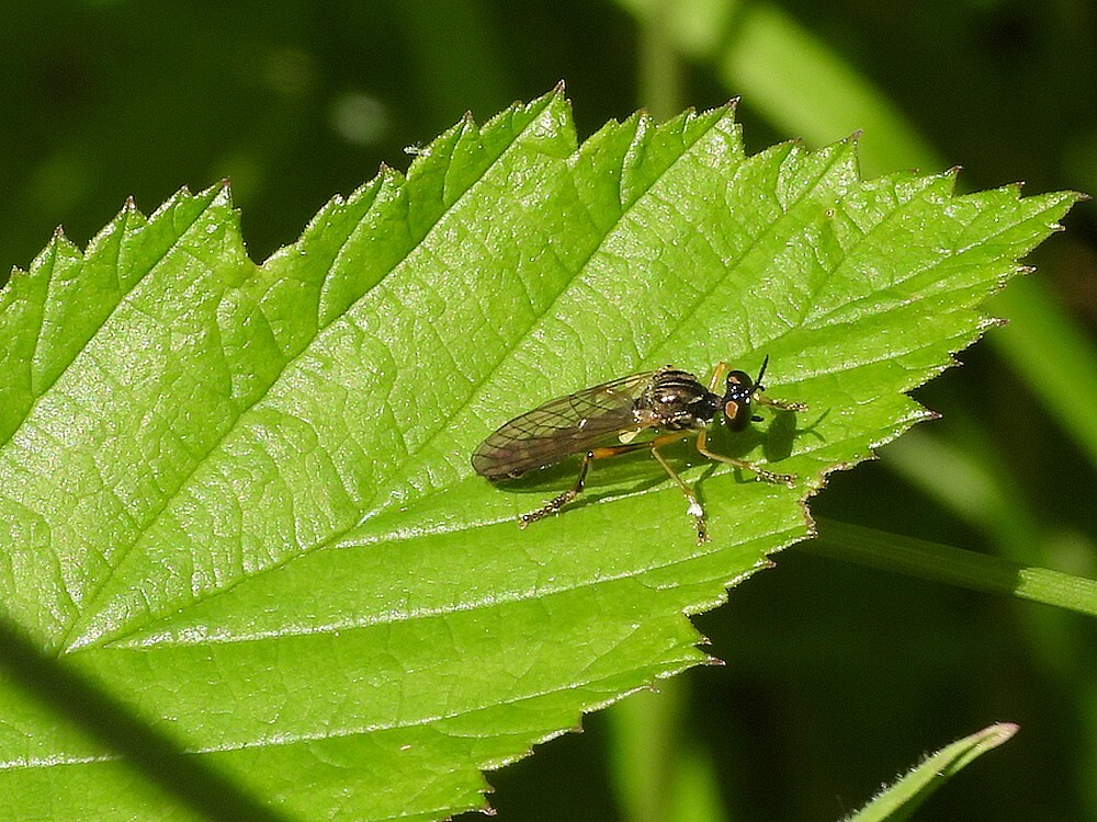 bosgeelvlekbladjagerbuitenfortbotanischetuinenutrecht11062024