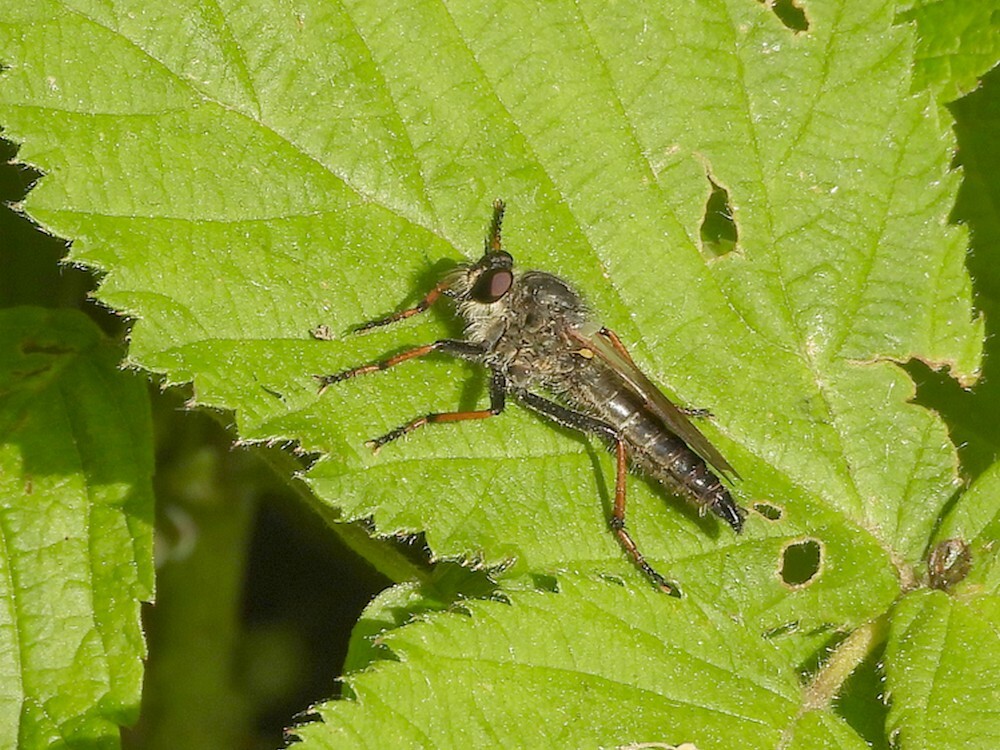 bruinvleugelroofvliegbotanischetuinenutrecht12052024