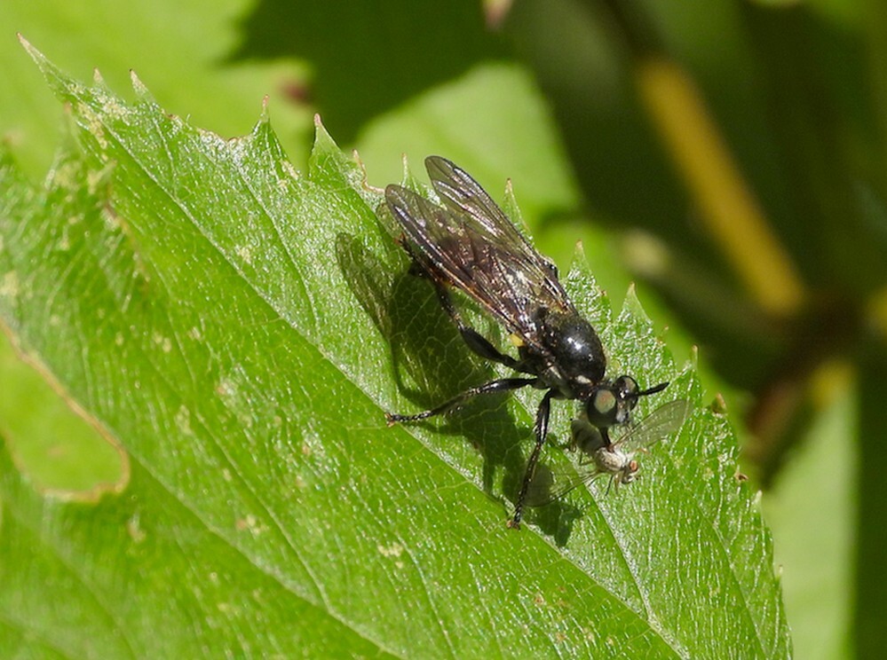 eikenstamjagerontdektuinbotanischetuinenutrecht13062024