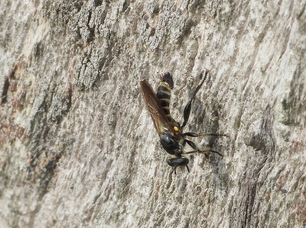 gelestamjagermanmillingerwaardkekerdom13092021 6