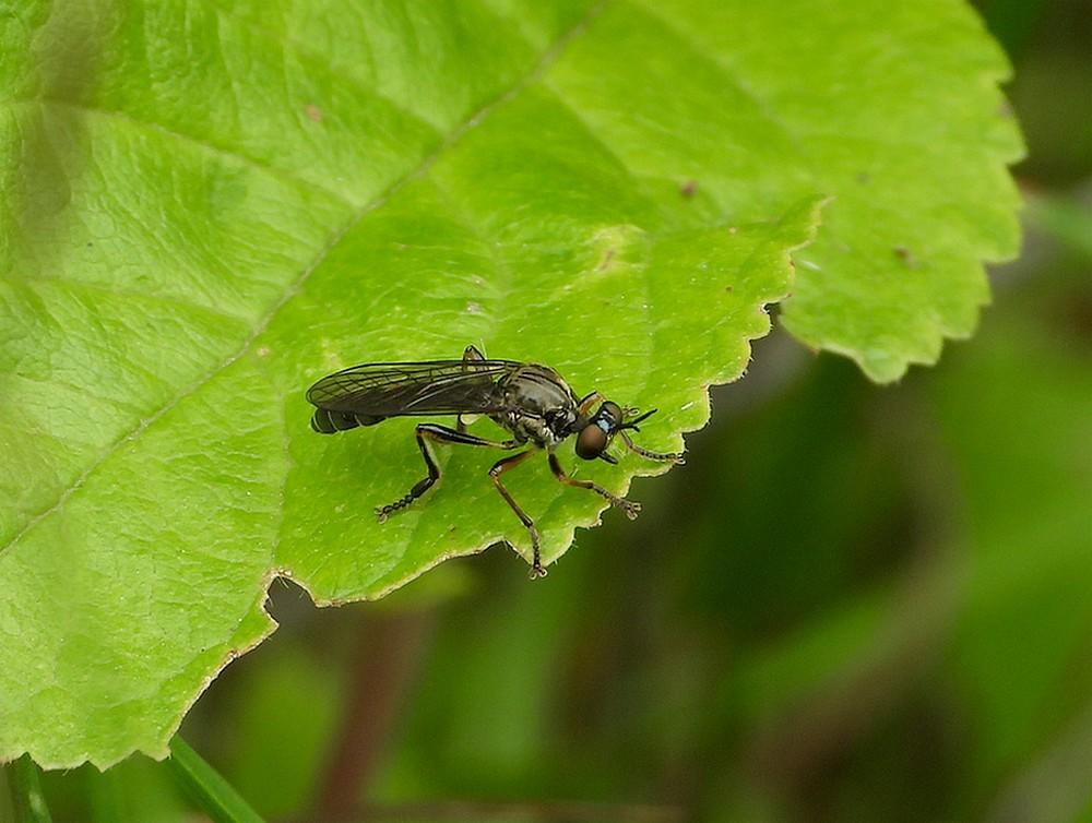 gewonebladjagerregteheideriel24062021