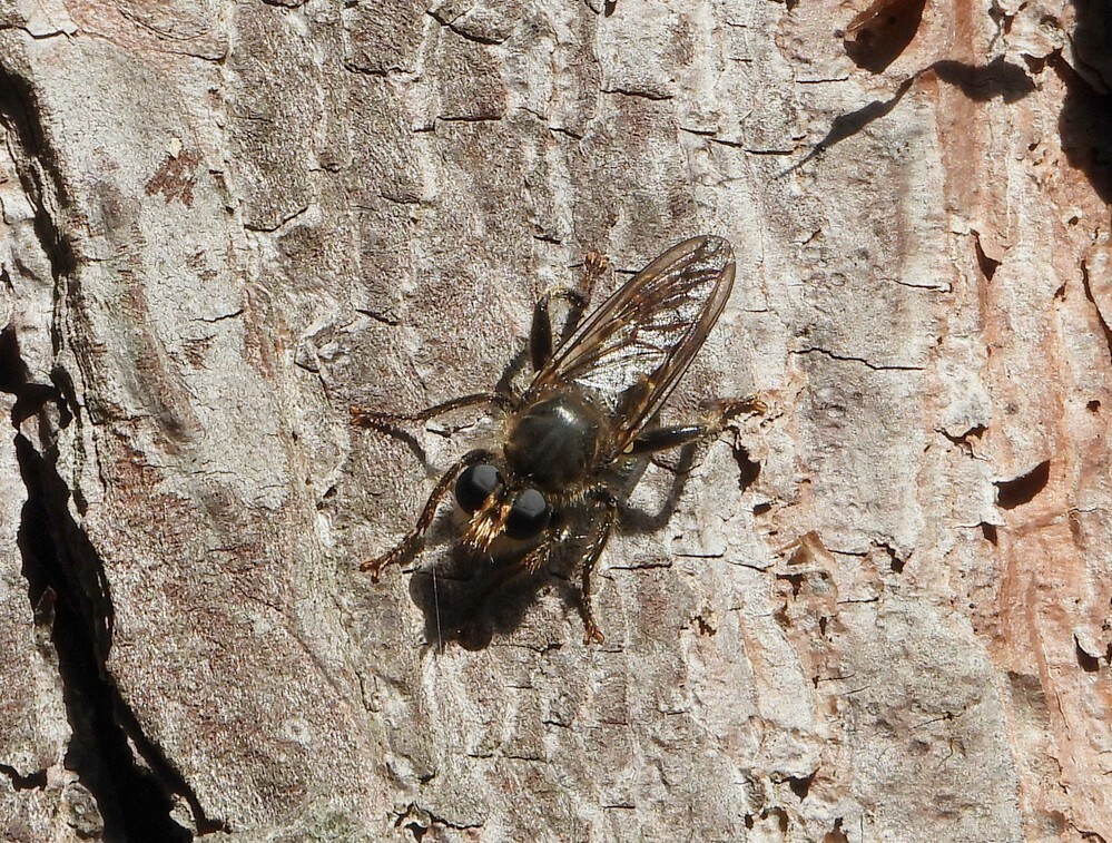 goudendennenstamjagergoirle11082021