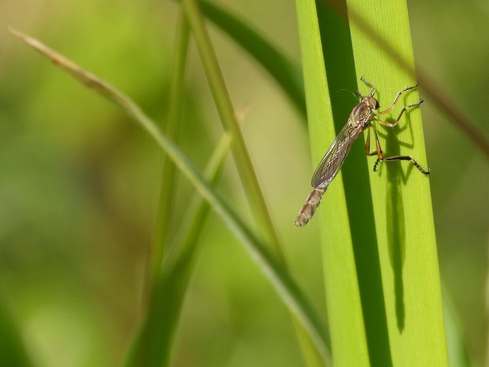 grasjagerbotanischetuinenutrecht13062024