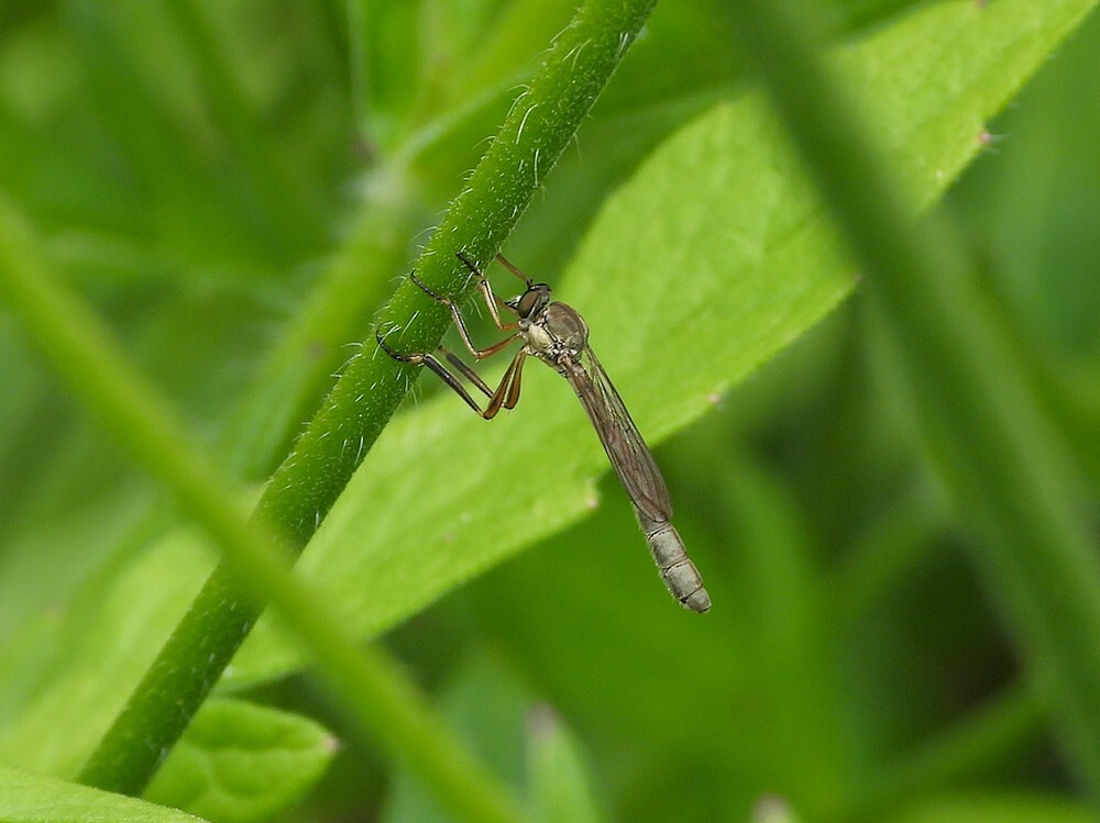 grasjagerinsectenweidebotanischetuinenutrecht11062024