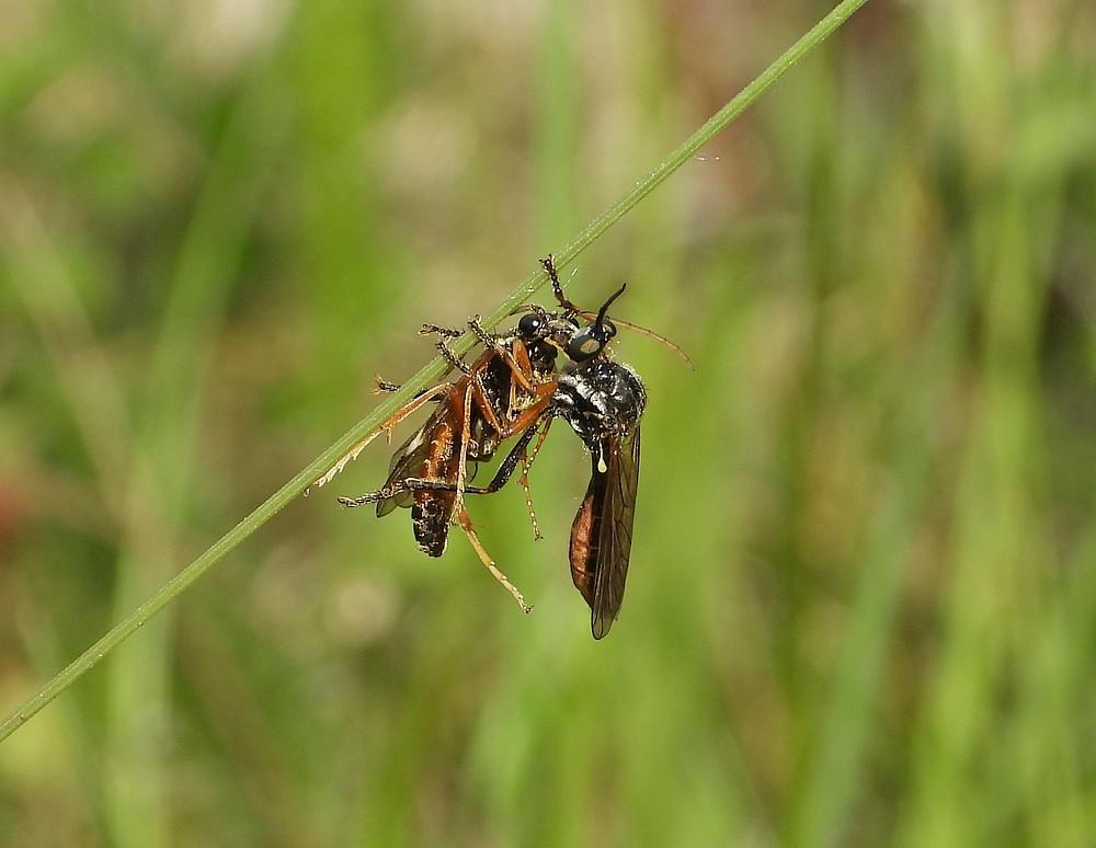 knobbelbladjagerbreinigerberg12062021 2