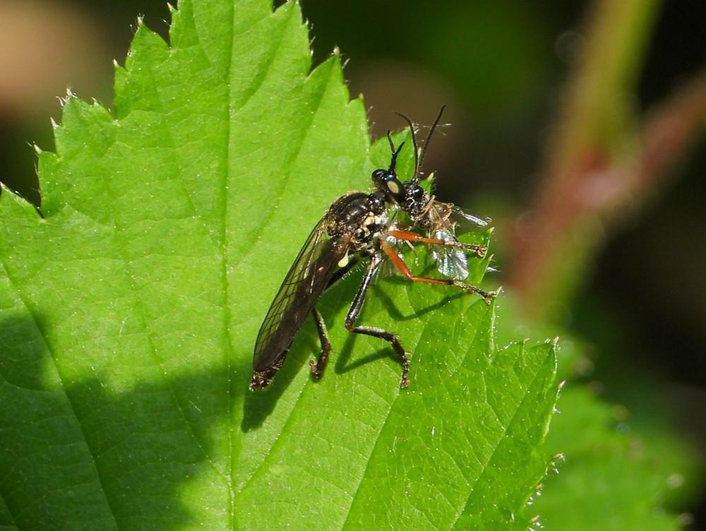 knobbelbladjagerregteheideriel06062021