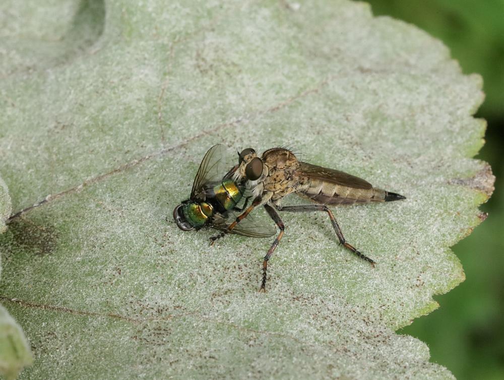 ringpootroofvliegmetprooi een groene vleesvlieg zouweboezemgebied07082026