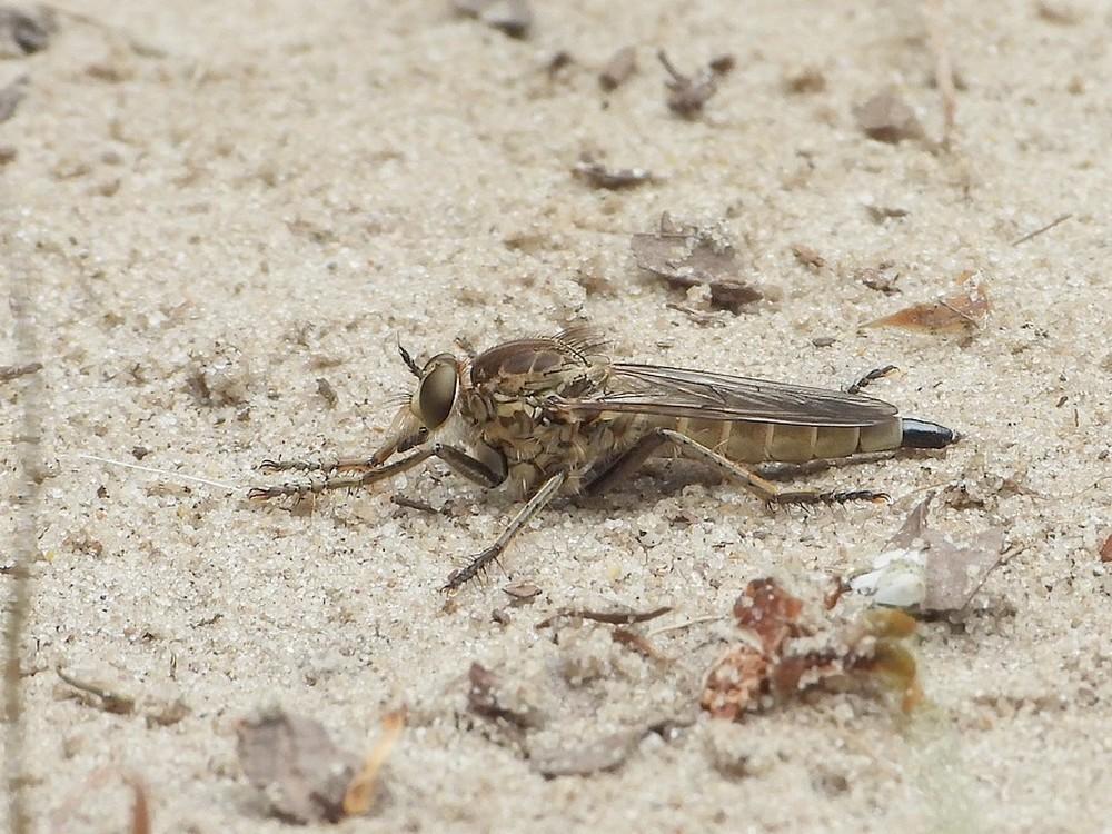 zandroofvliegdrunenseduinen19062021 2