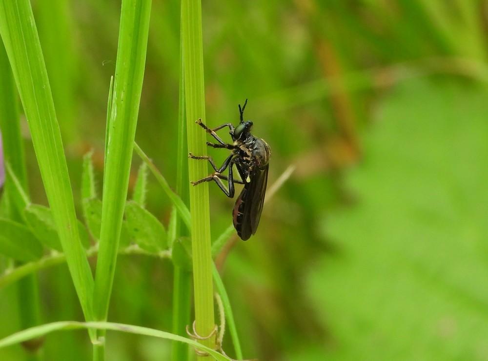 zwartebladjagerbreinigerberg12062021