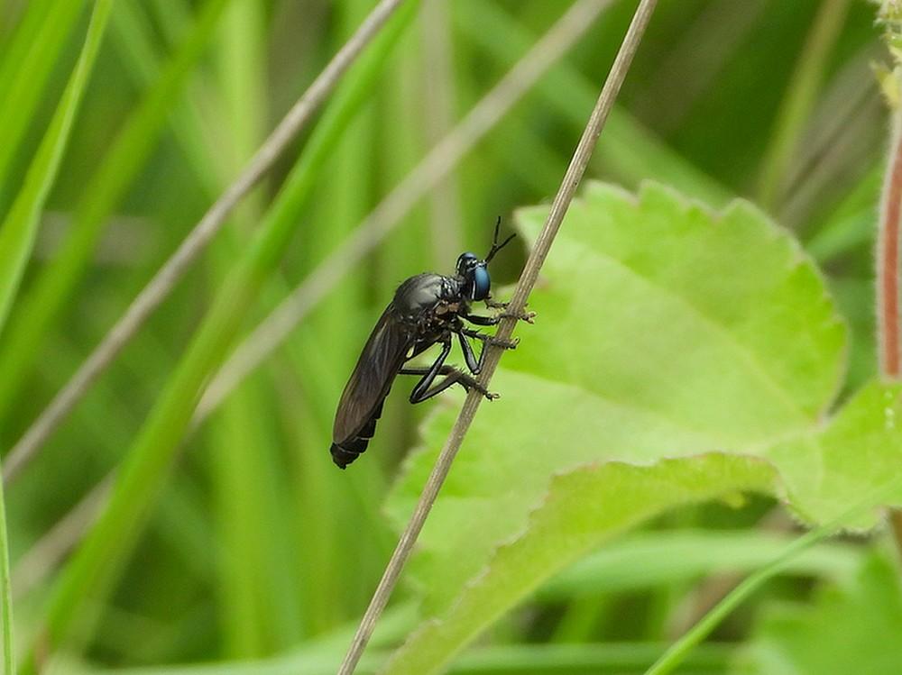 zwartebladjagerregteheideriel24062021 1