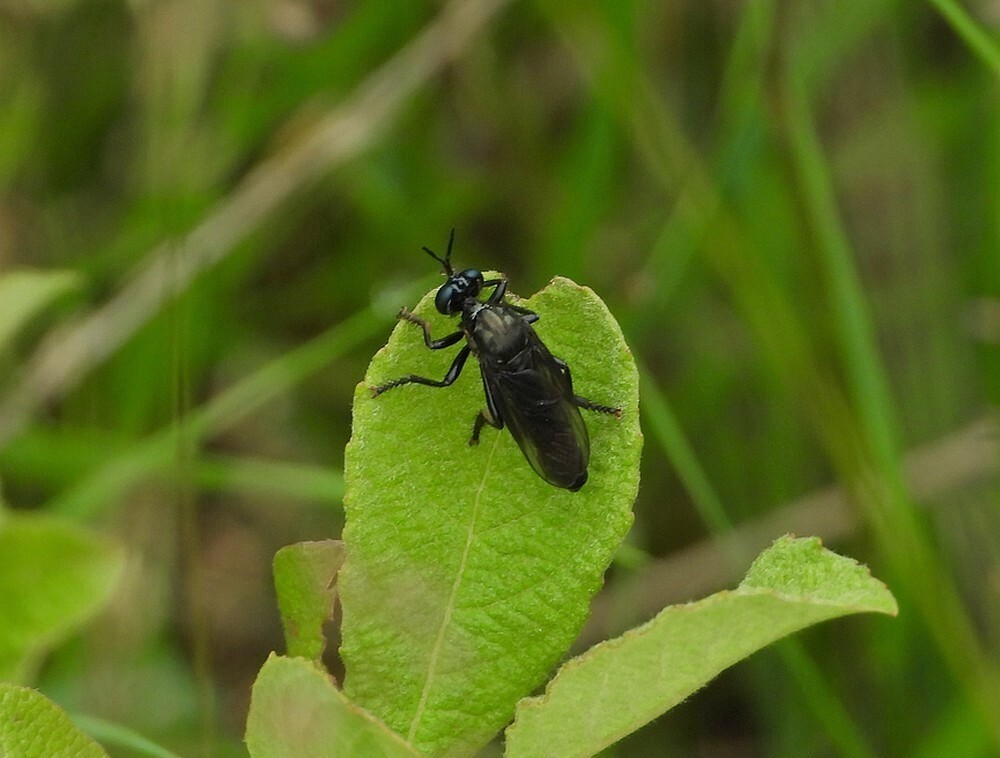 zwartebladjagerregteheideriel24062021 2