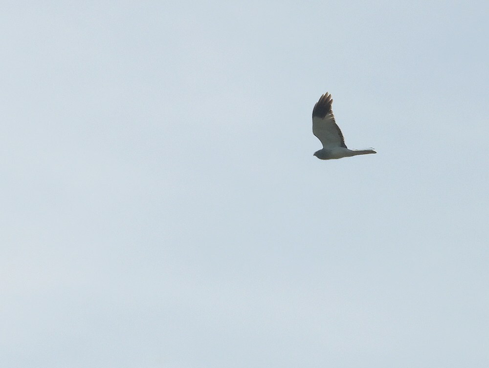 blauwekiekendiefmanzouweboezem30042025 2