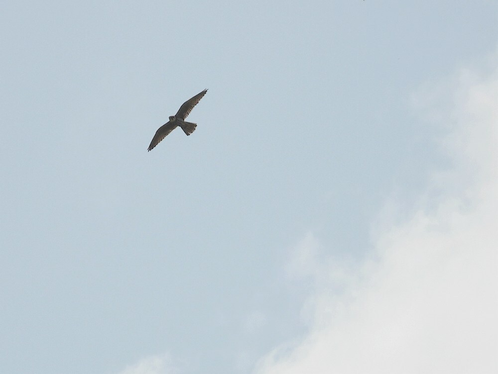 boomvalkzouweboezemgebied11062025