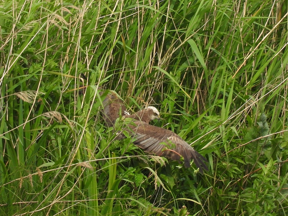bruinekiekendiefmanzouweboezem05062025 1