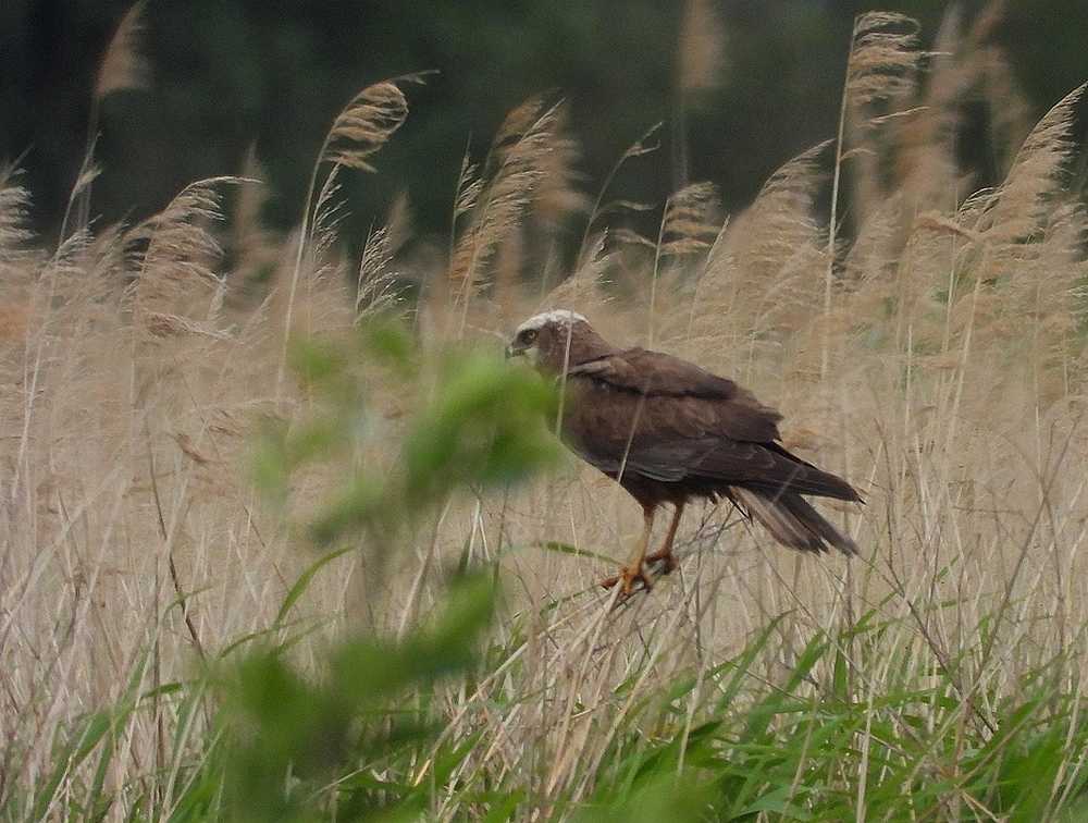 bruinekiekendiefmanzouweboezem05062025 7