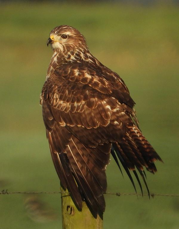 buizerdbeesd09092019