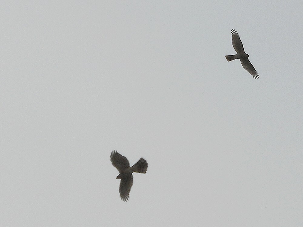 havikensperwersarrendzouweboezemgebied16102025