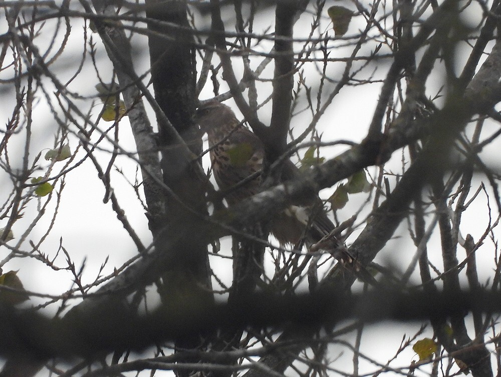 havikzouweboezemgebied13112025