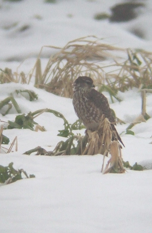 smelleken wieringermeer 160110 2