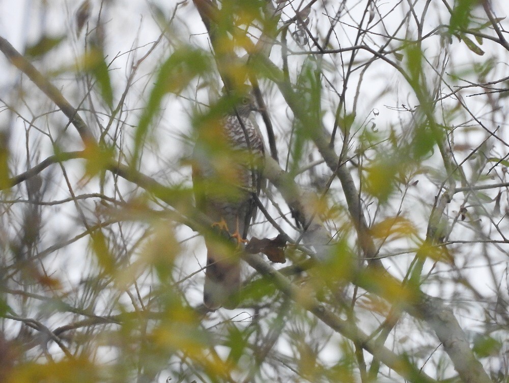 sperwerzouweboezemgebied13112025