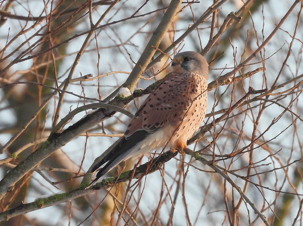 torenvalkburggraafmeerkerk05012026 2