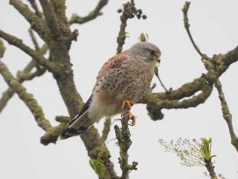 torenvalkzouweboezem22042025 2