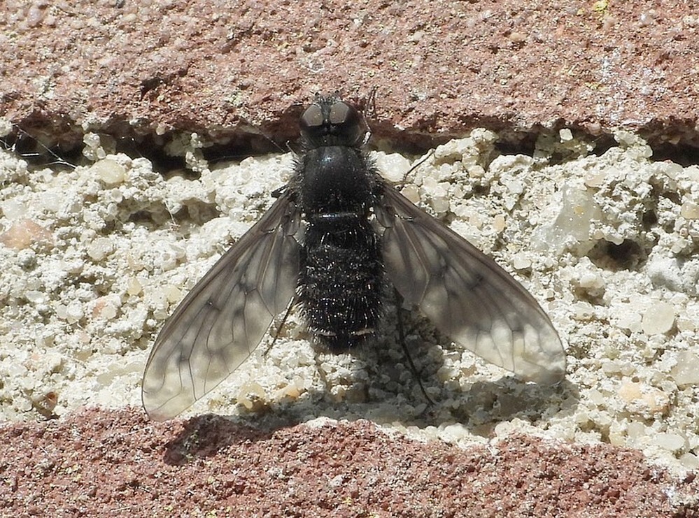 muurrouwzweverinsectenmuuralblasserbos04062021 5