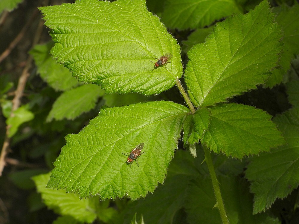 loofhoutsapzweefvliegmanbuitenfortbotanischetuinenutrecht13042024 2