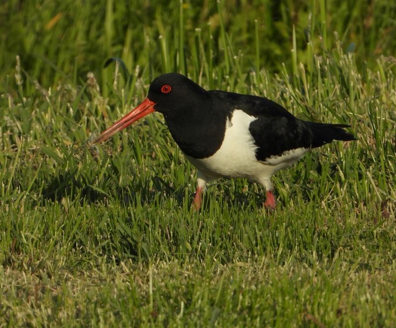 scholeksteralblasserwaard17052020