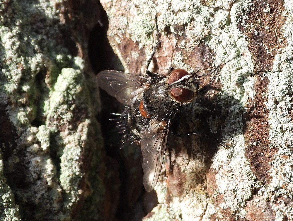 ernestiarudismandrunenseduinen14042023 2
